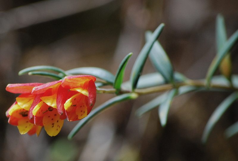 Bomarea linifolia, photographed by desertnaturalist
