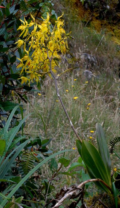 Cyrtochilum pardinum, photographed by desertnaturalist