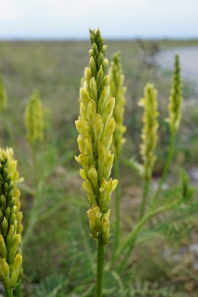 Astragalus asper, photographed by Patrick Hacker