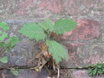 Solanum quitoense, photographed by Juan Carlos Caicedo Hernández