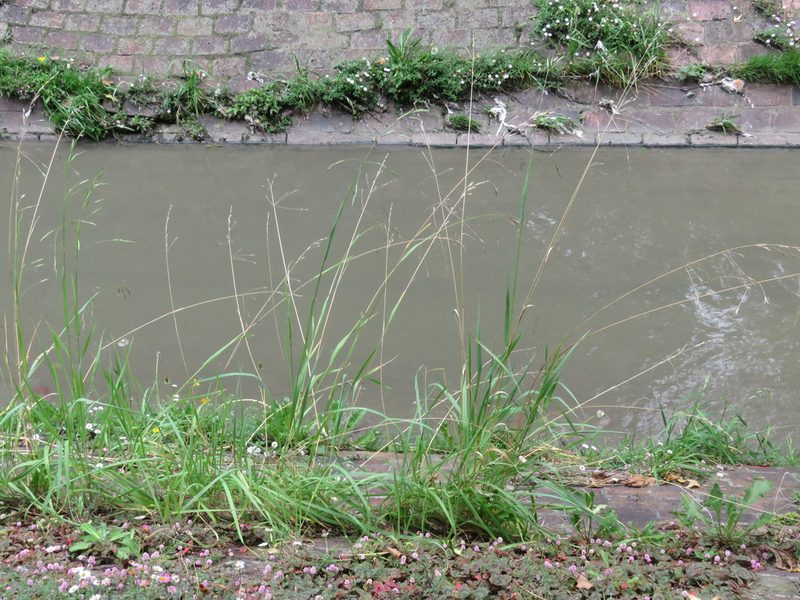 Bromus pitensis, photographed by Juan Carlos Caicedo Hernández