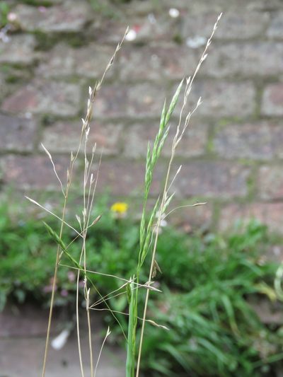 Bromus pitensis, photographed by Juan Carlos Caicedo Hernández
