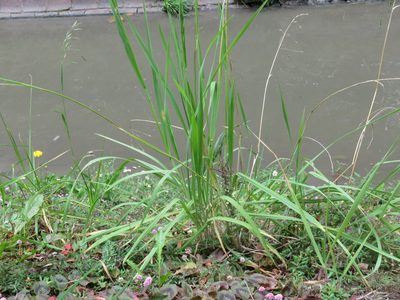 Bromus pitensis, photographed by Juan Carlos Caicedo Hernández