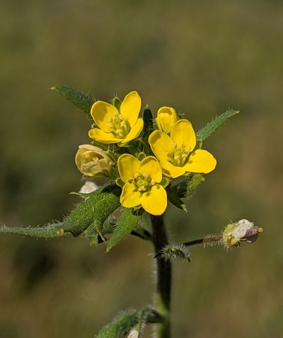 Tropidocarpum gracile, photographed by Alex Heyman
