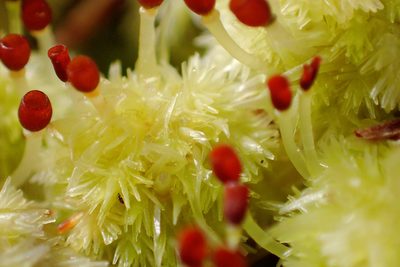 Sphagnum strictum, photographed by Austin Pursley