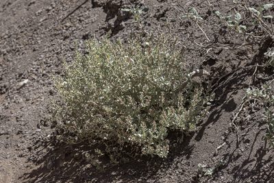 Atriplex obovata, photographed by Craig Martin