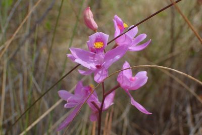 Calopogon barbatus, photographed by Austin Pursley