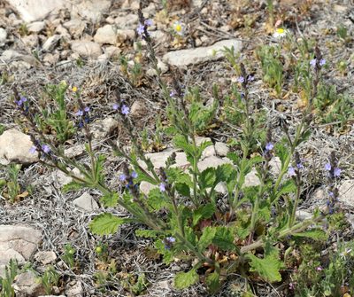 Verbena plicata, photographed by Catherine C. Galley
