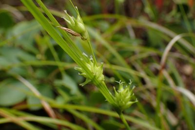 Carex elliottii, photographed by Austin Pursley