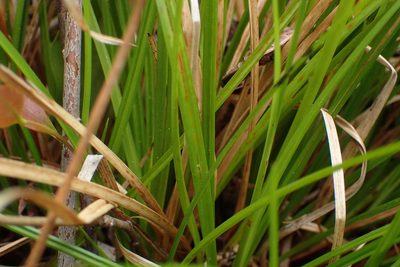 Carex elliottii, photographed by Austin Pursley