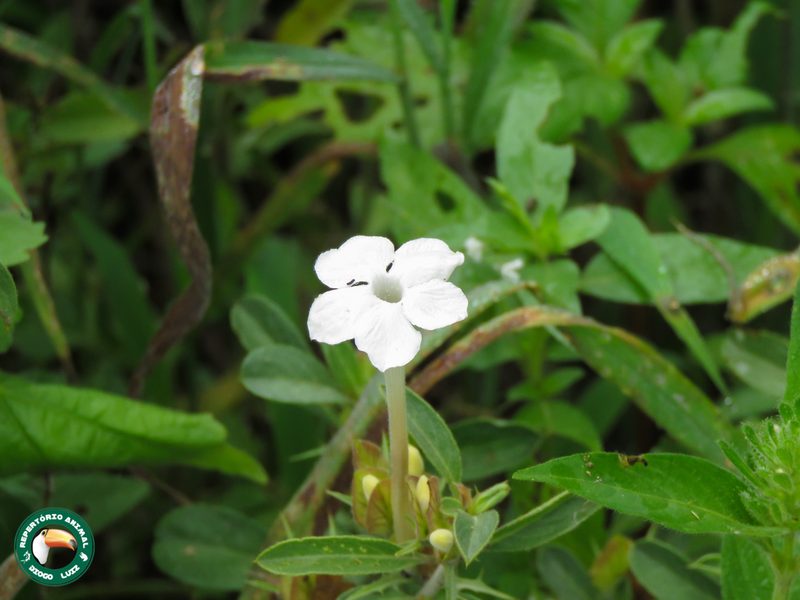 Barleria acanthoides, photographed by Diogo Luiz