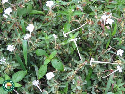 Barleria acanthoides, photographed by Diogo Luiz
