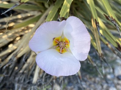 Calochortus flexuosus, photographed by Matt Berger