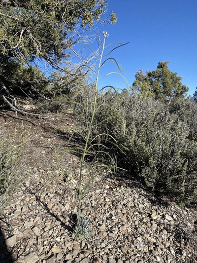 Boechera shockleyi, photographed by Matt Berger