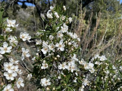 Peraphyllum ramosissimum, photographed by Matt Berger