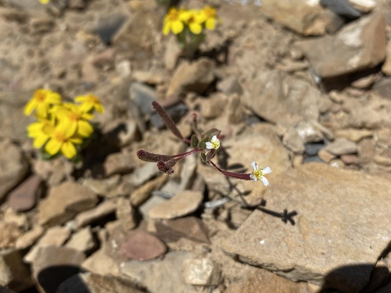 Chylismiella pterosperma, photographed by Matt Berger