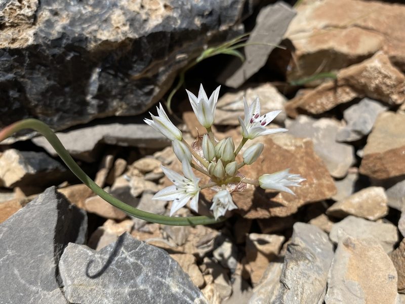 Allium nevadense, photographed by Matt Berger