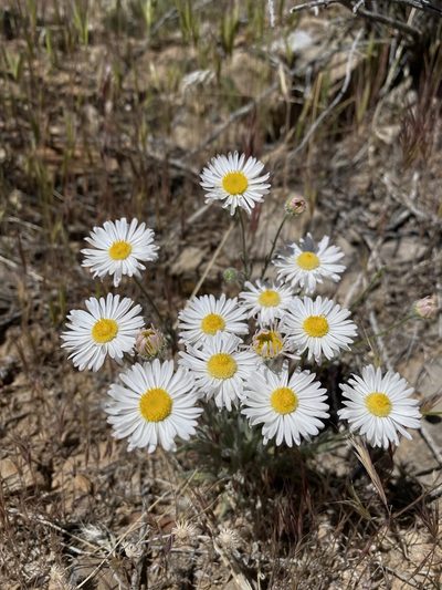 Erigeron concinnus, photographed by Matt Berger