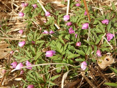 Anemonoides pseudoaltaica, photographed by Junichi　Mandai