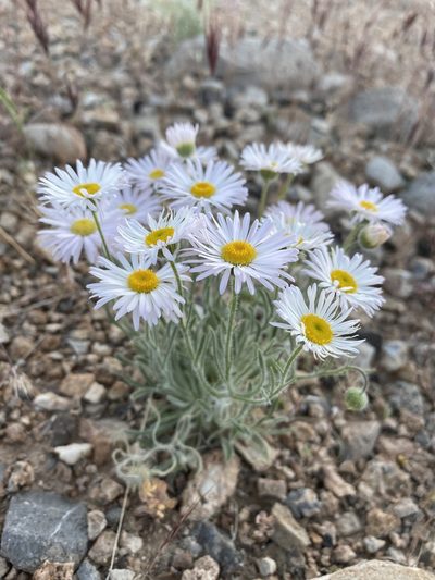 Erigeron concinnus, photographed by Matt Berger