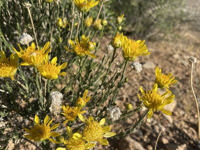 Acamptopappus shockleyi, photographed by Matt Berger