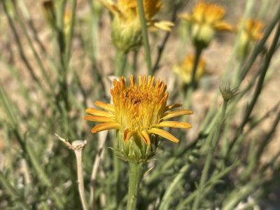 Adenophyllum cooperi, photographed by Matt Berger