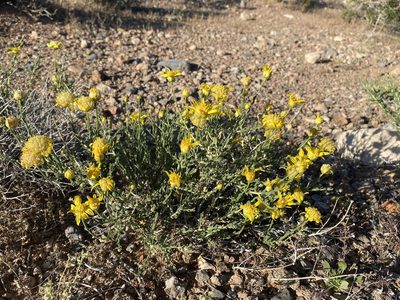 Acamptopappus shockleyi, photographed by Matt Berger