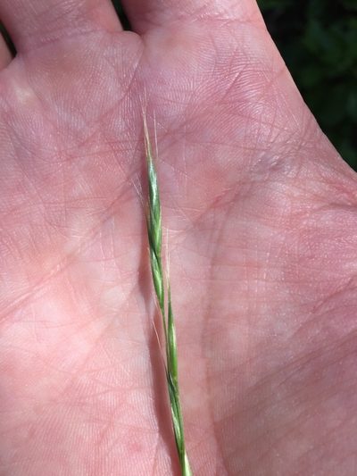 Bromus pseudolaevipes, photographed by crothfels