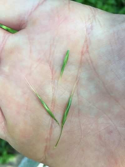 Bromus pseudolaevipes, photographed by crothfels