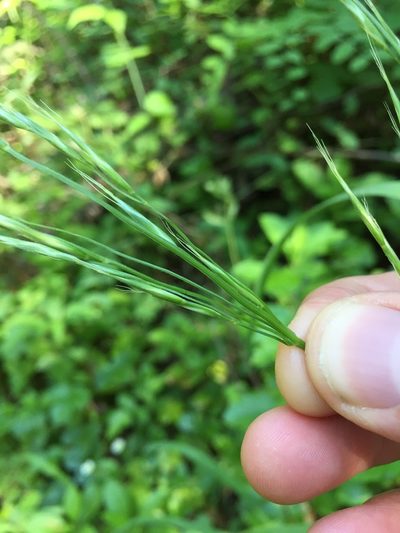 Bromus pseudolaevipes, photographed by crothfels