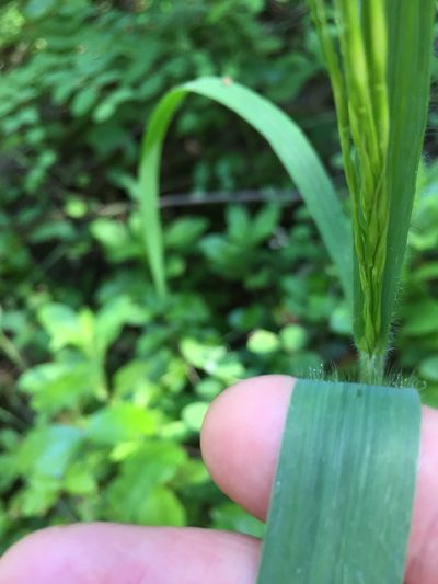 Bromus pseudolaevipes, photographed by crothfels