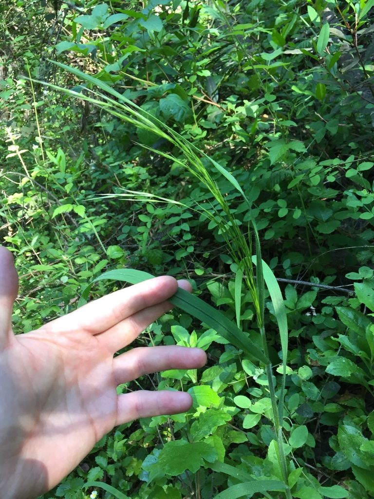 Bromus pseudolaevipes, photographed by crothfels