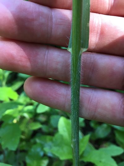 Bromus pseudolaevipes, photographed by crothfels