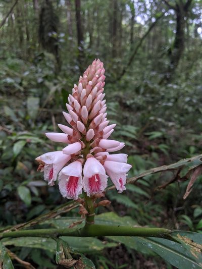 Alpinia pricei, photographed by Cheng-Te Hsu