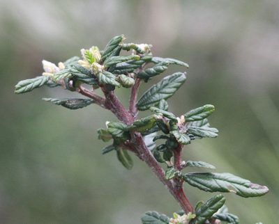 Ceanothus parryi, photographed by Scott Loarie