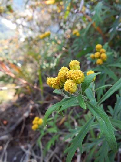 Ajania rupestris, photographed by Junichi　Mandai