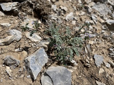 Phacelia affinis, photographed by Matt Berger