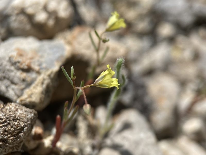 Linanthus filiformis, photographed by Matt Berger