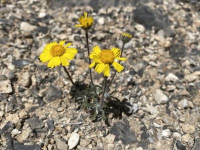 Tetraneuris acaulis, photographed by Matt Berger