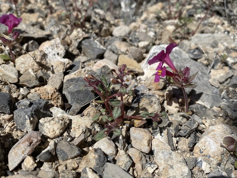 Phacelia barnebyana, photographed by Matt Berger