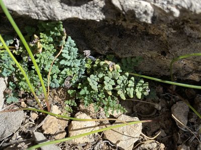 Argyrochosma jonesii, photographed by Matt Berger