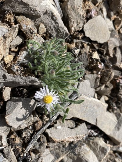 Erigeron concinnus, photographed by Matt Berger