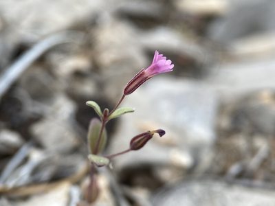 Erythranthe rubella, photographed by Matt Berger