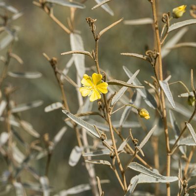 Sida petrophila, photographed by Kym Nicolson