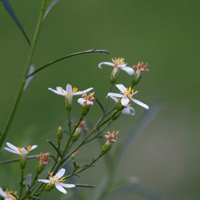 Olearia decurrens, photographed by Kym Nicolson