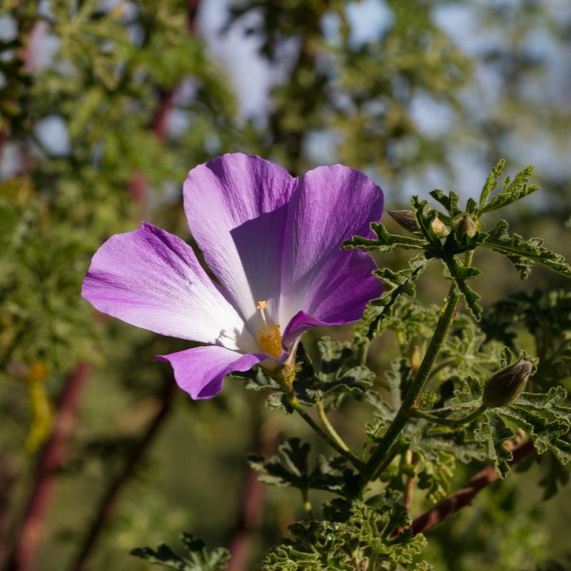 Alyogyne huegelii, photographed by Kym Nicolson