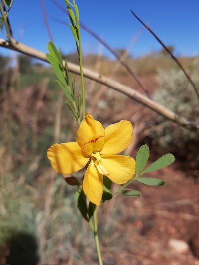 Petalostylis labicheoides, photographed by T. Hammer