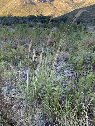Capeochloa cincta, photographed by Dave Richardson