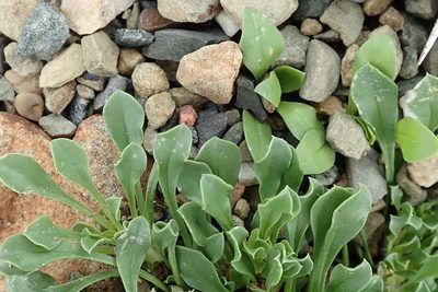 Aptosimum procumbens, photographed by Peter Warren