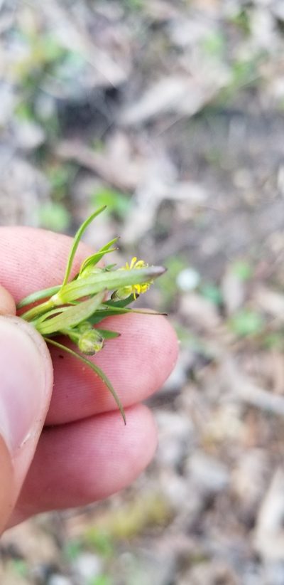 Ranunculus allegheniensis, photographed by Daniel McClosky